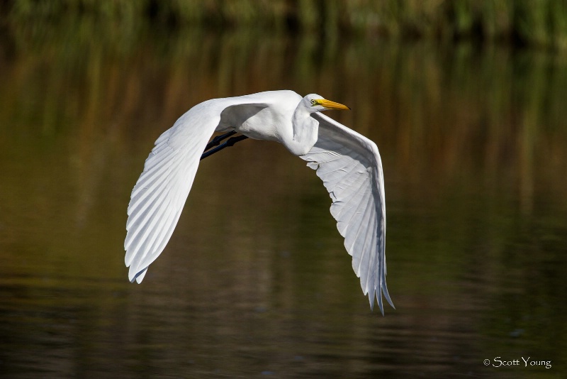 Flight of the Egret; Chincoteague NWR