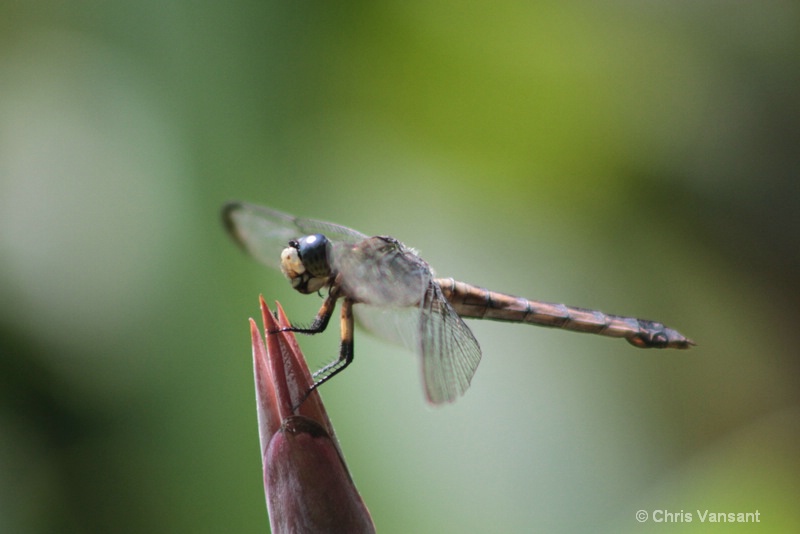 20120715 2801 clubtail dragonfly - ID: 13352362 © Chris Vansant
