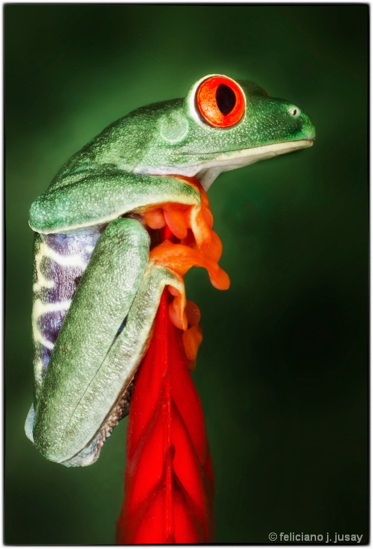 "Red Eye Tree Frog"