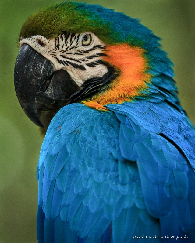 Parrot Profile