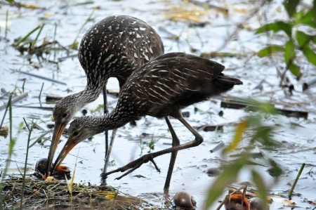 Mother and Baby Limpkin