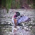 © J.Lamar Hicks PhotoID # 13354900: male wood duck-dip bath/