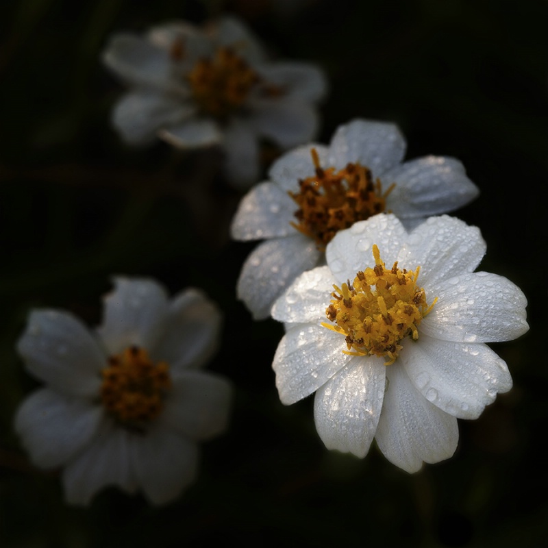 Daisy In Morning Light