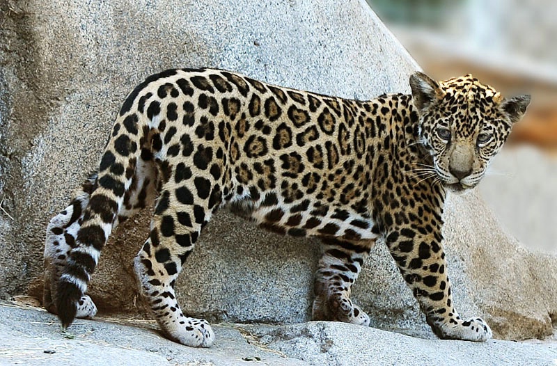 Jaguar Cub