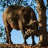 © Leslie J. Morris PhotoID # 13355912: Cape Buffalo