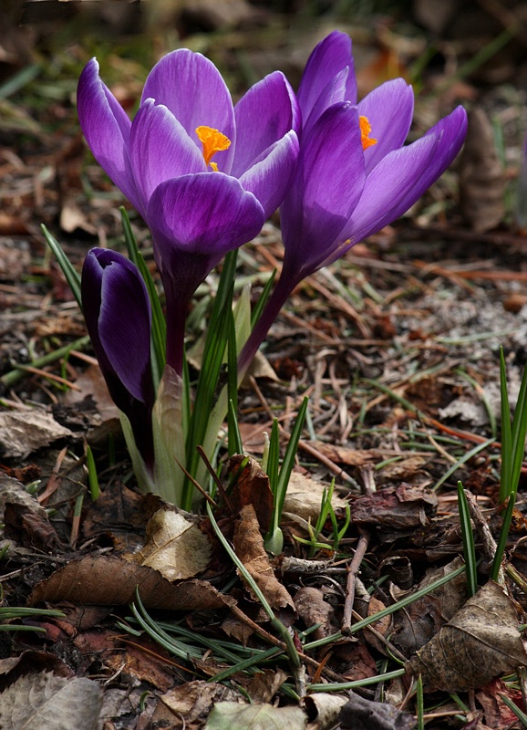 Backlit crocuses