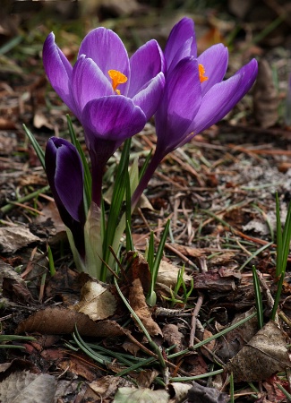 Backlit crocuses