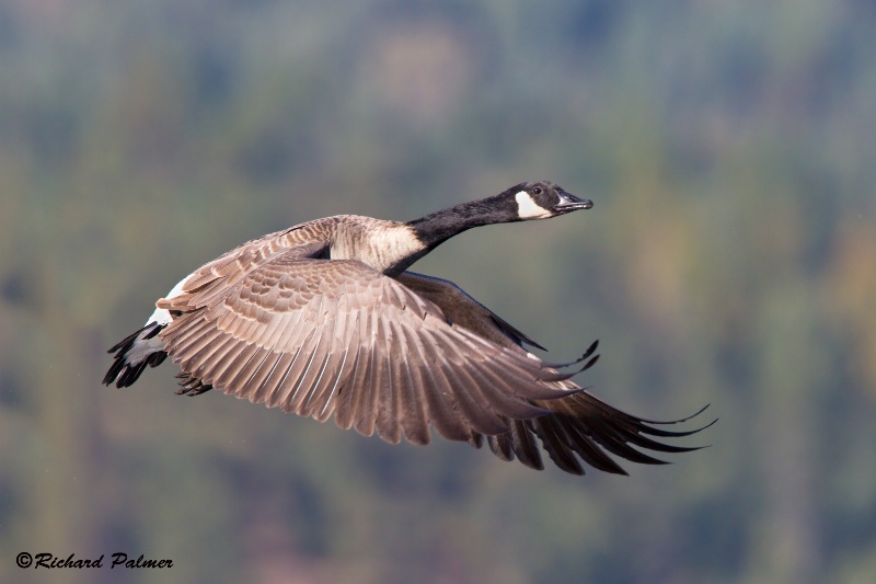 Canadian Honker