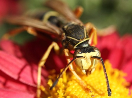 Up close and personal with a wasp