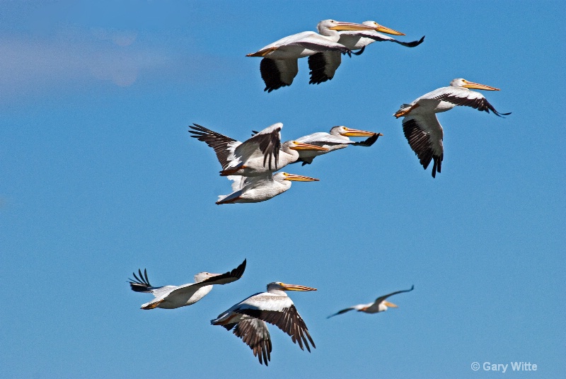 Flight Of The Pelicans