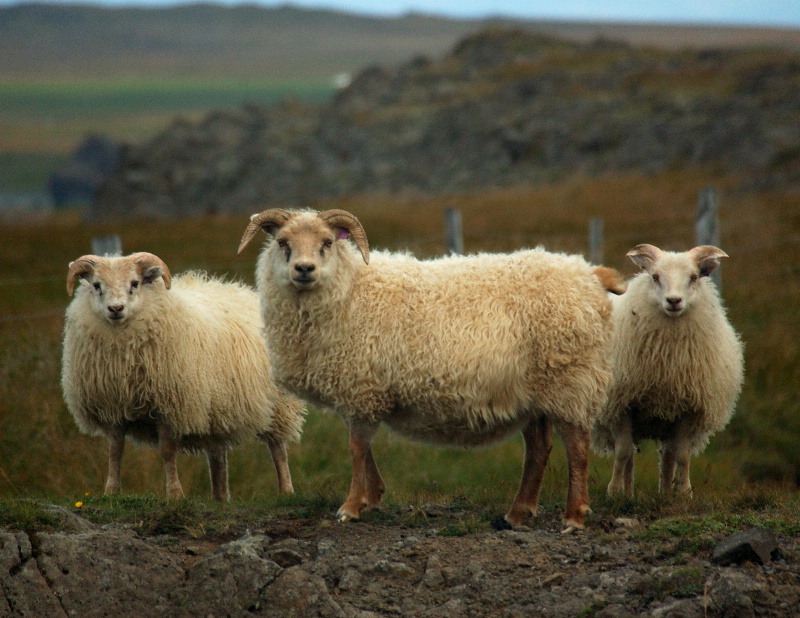 Three Sheep