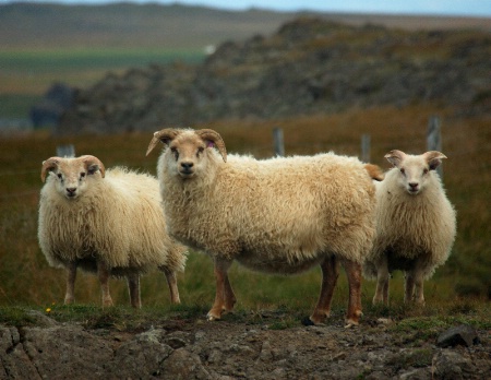 Three Sheep