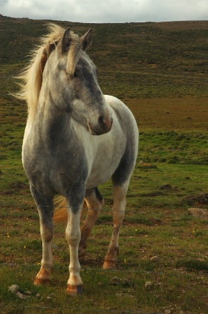 Hardy Horse