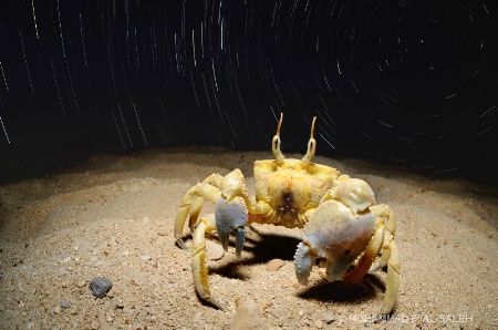 crab under stars trail
