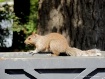 Squirrel waiting ...