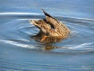 Up side down ....