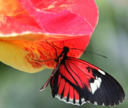 A butterfly from Honfleur XIX