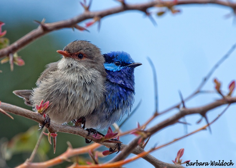 Spring love