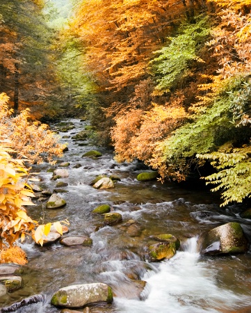 Fall Stream