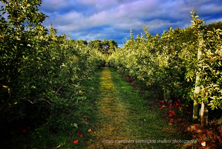 the last apple