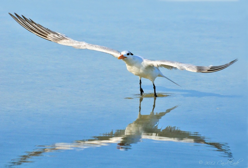 Royal Tern Takes Flight - ID: 13357784 © Carol Eade