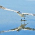 2Royal Tern Takes Flight - ID: 13357784 © Carol Eade