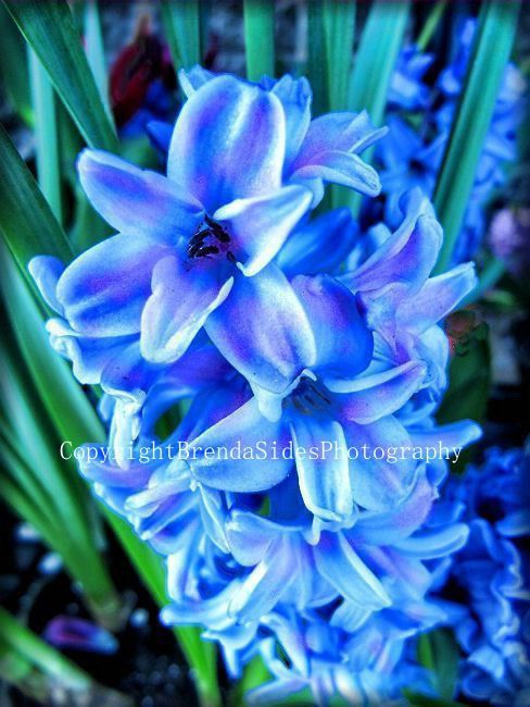 ~Hyacinth~