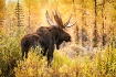 Moose in the Aspe...