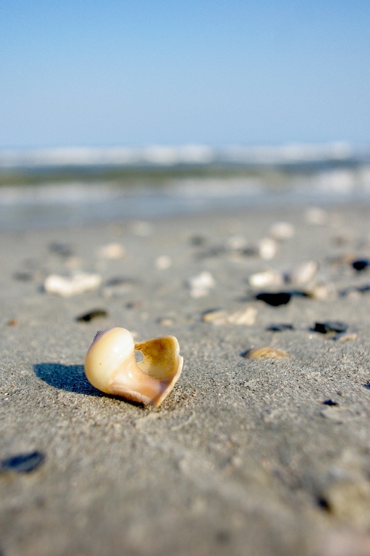 Sea Shell by the Seashore