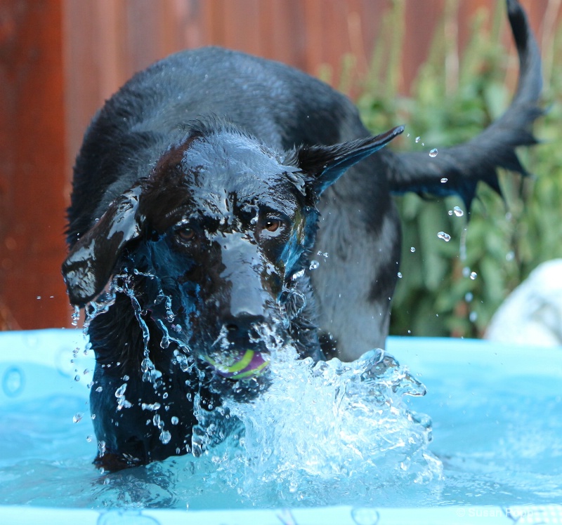 Water dog