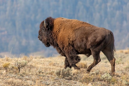 Yellowstone Buffalo