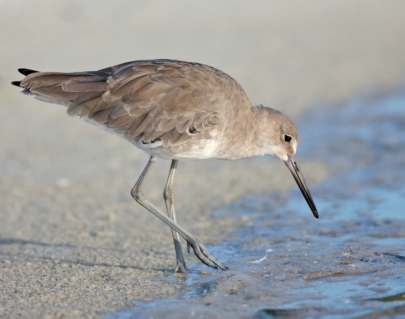 Willet At The Beach