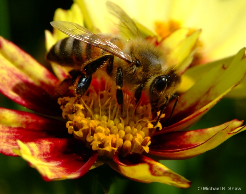 sweet honey bee