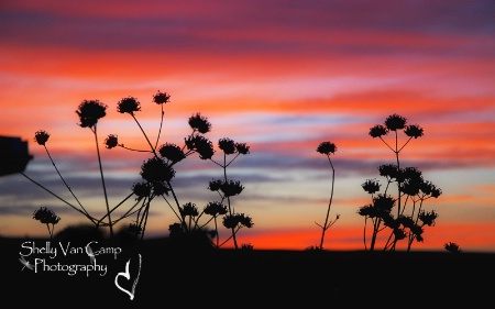 Weeds at Sunset