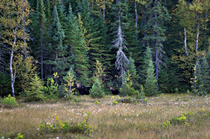 Moose in Minnesota