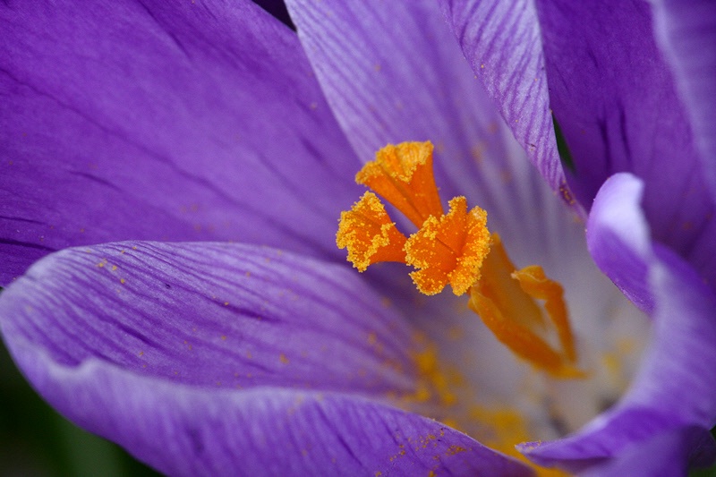 Crocus detail