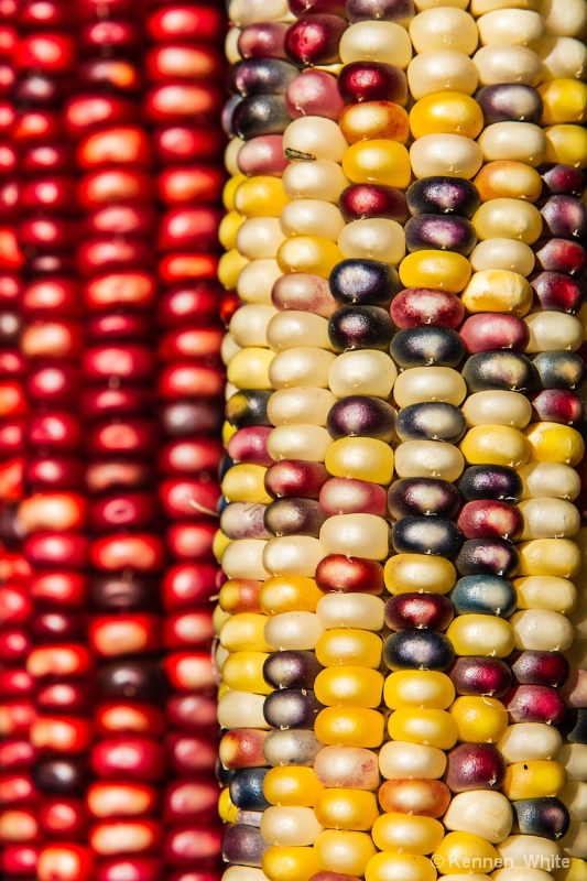 Indian Corn