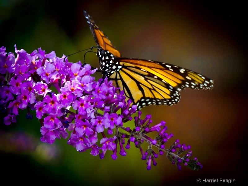  mg 0727 lone monarch