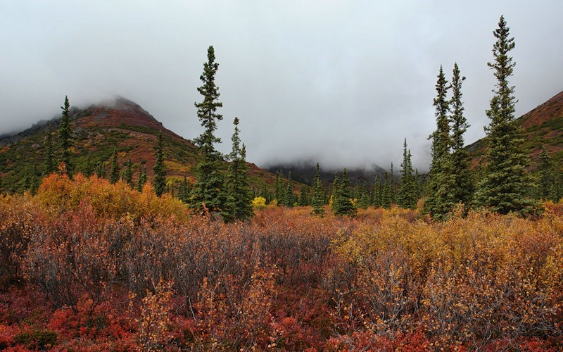 Fall Palette along Denali Highway