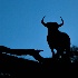 © Leslie J. Morris PhotoID # 13361018: Wildabeest Silhouette