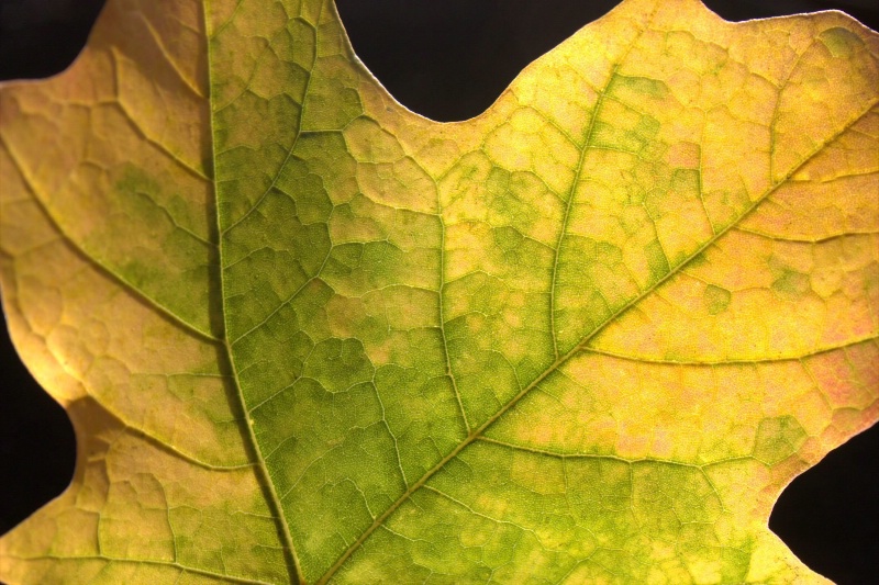 Anatomy of a leaf