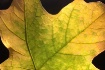 Anatomy of a leaf