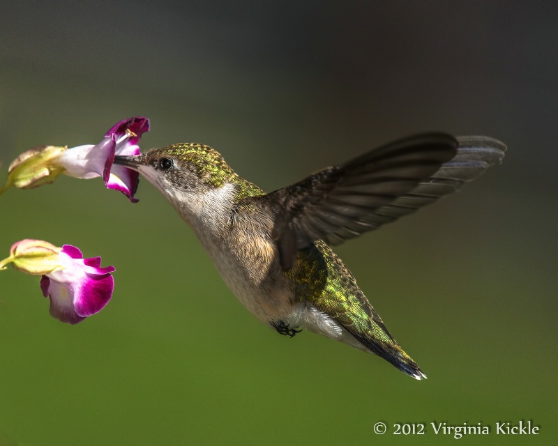 Female Ruby-Throated Hummingbird