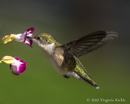 Female Ruby-Throated Hummingbird