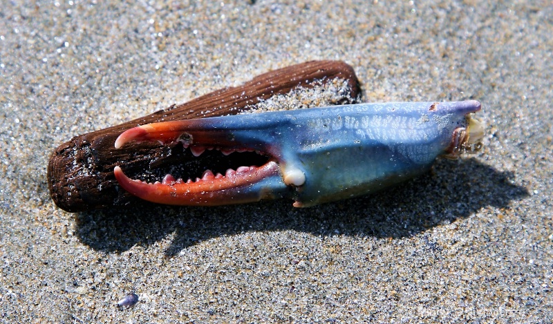 Blue Crab Claw and Driftwood 