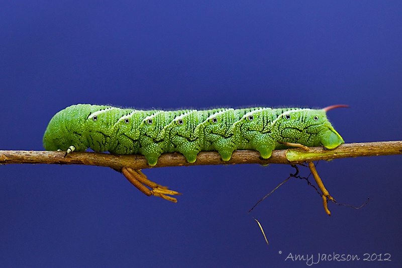 Tomato Hornworm