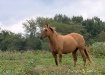 Grazing