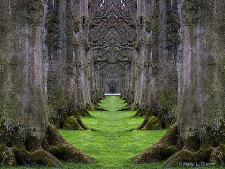 Nature's Cathedral