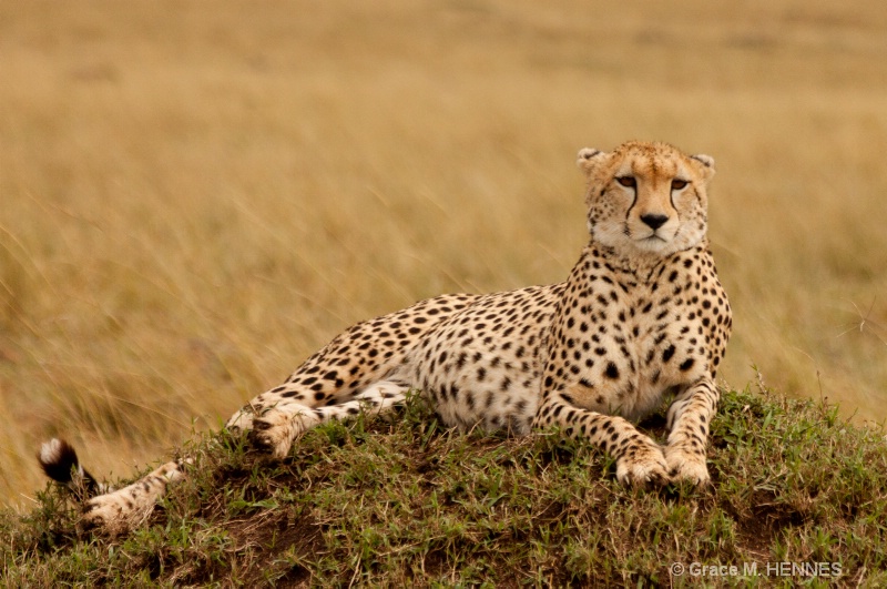  Cheetah, Kenya