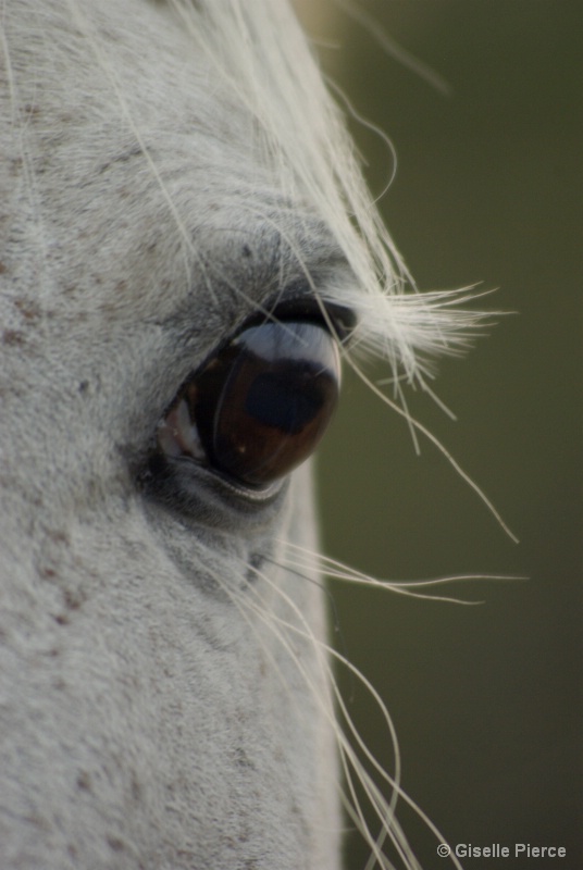 The horse eye